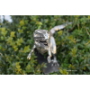 /t-rex wrought iron sculpture